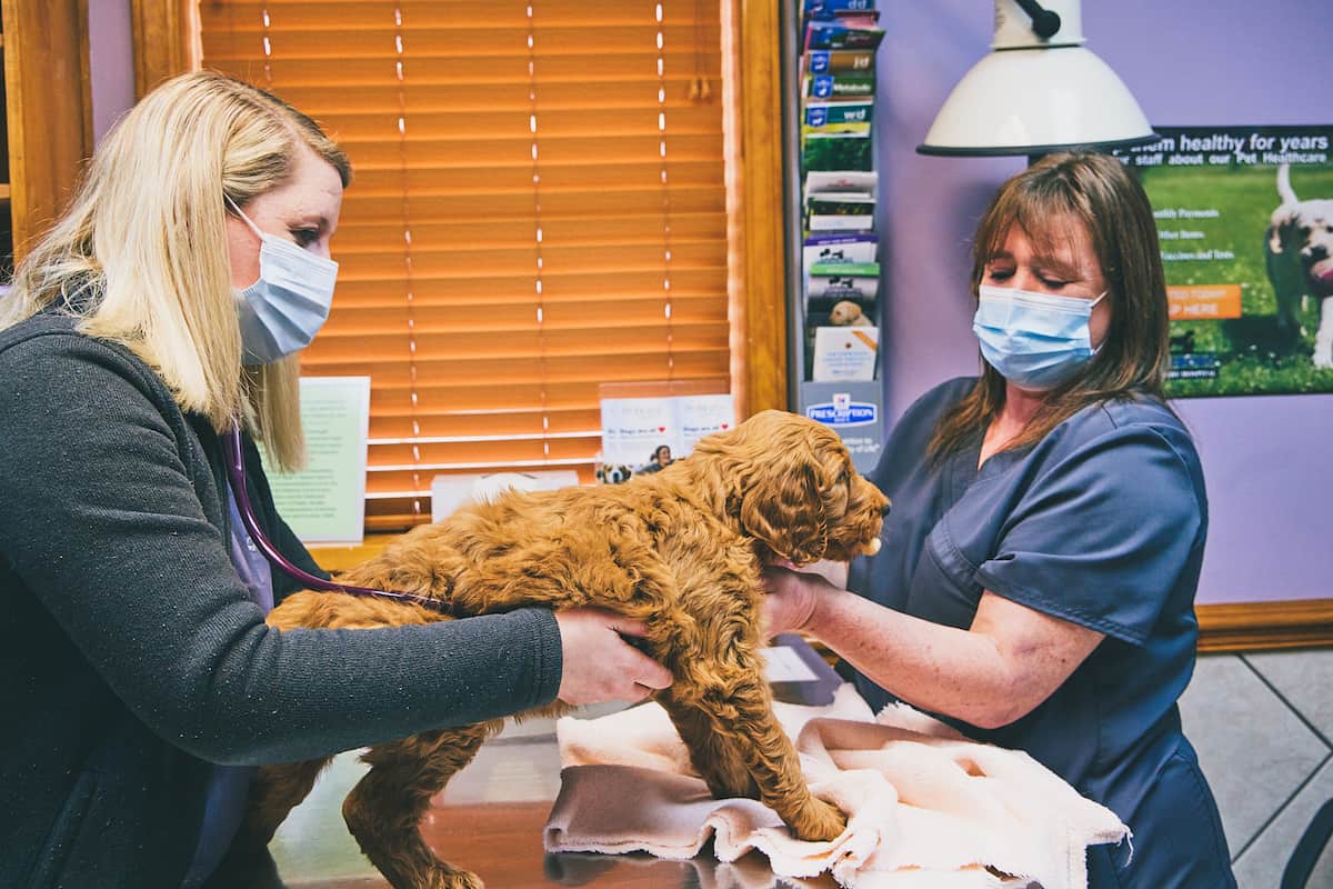 CareVet of Goldsboro