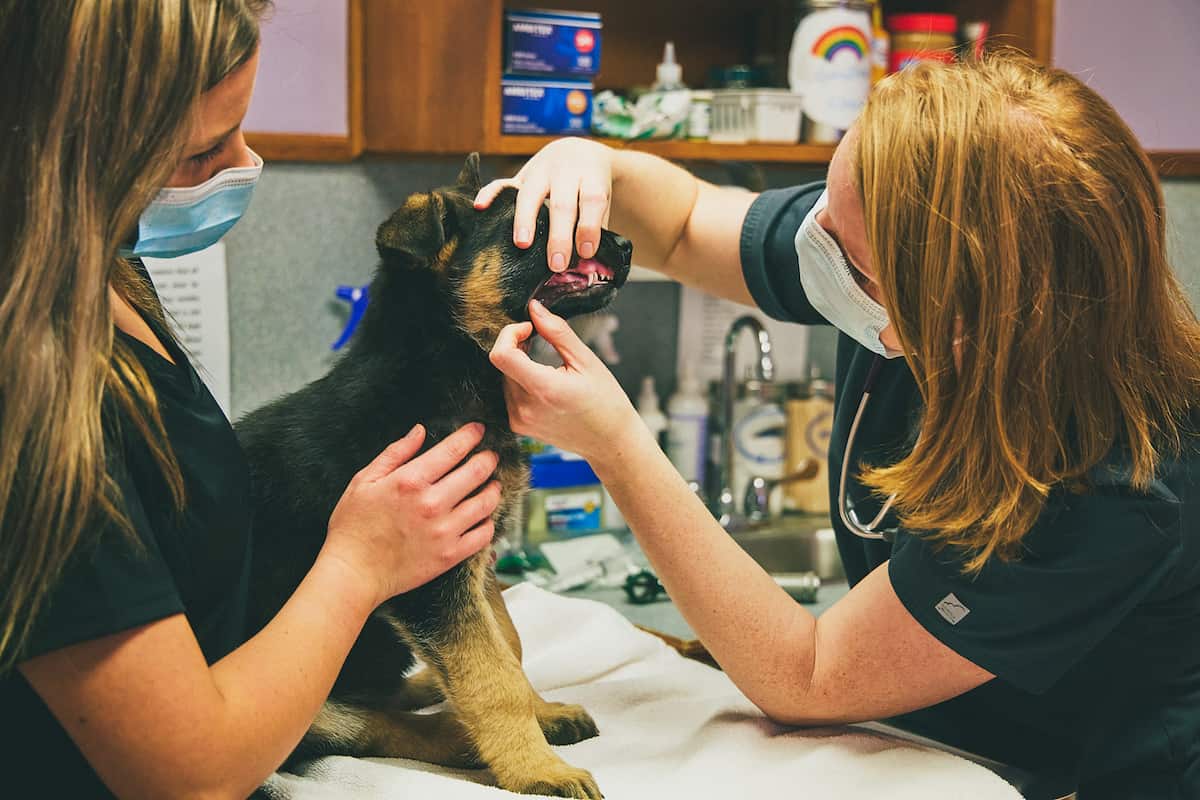 CareVet of Goldsboro