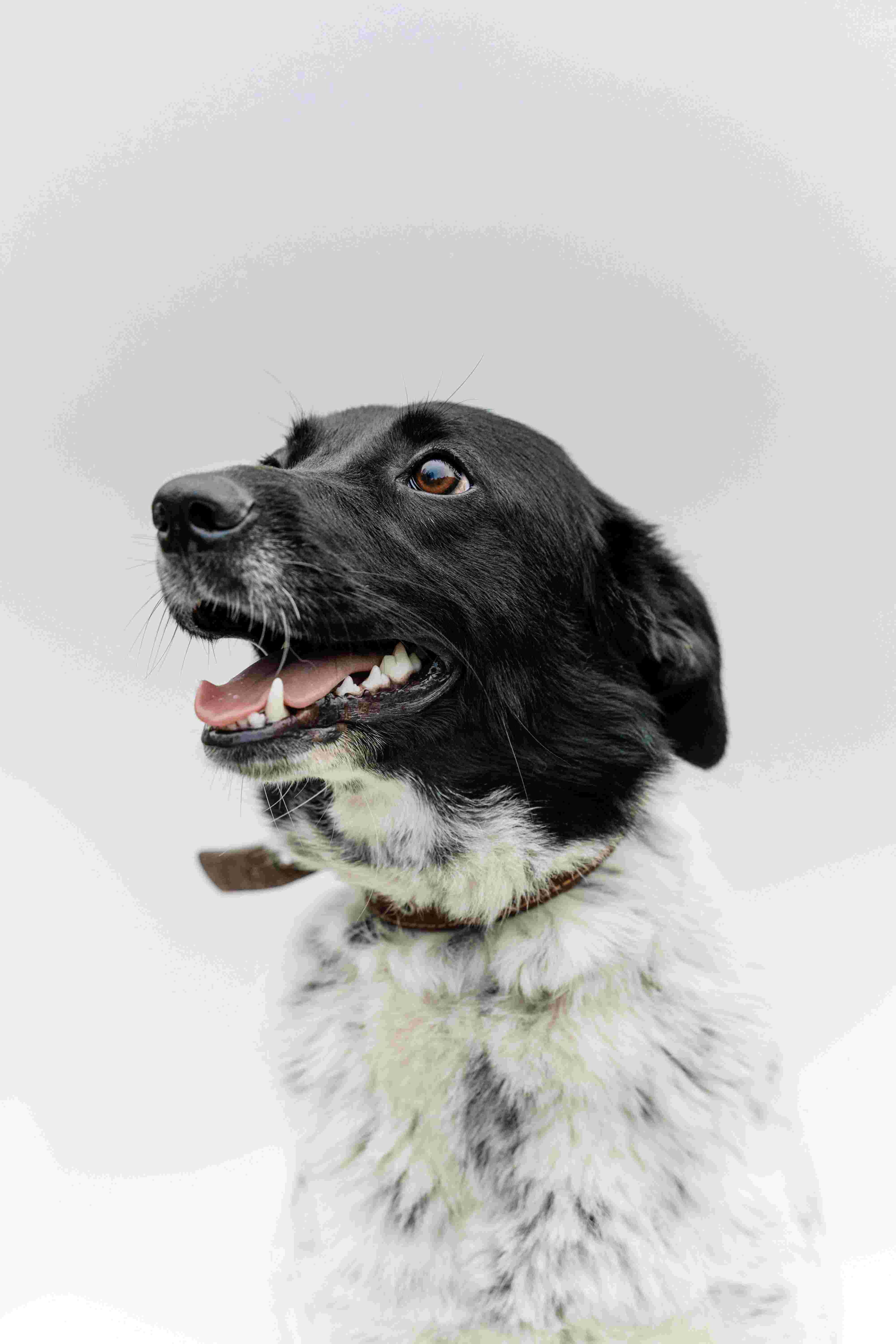 CareVet of Hawthorne