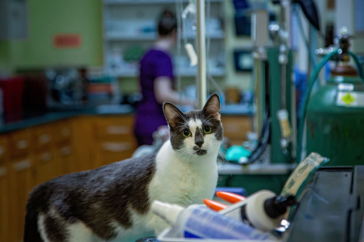 CareVet of Lansing