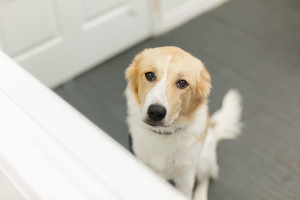 CareVet of Lewisburg