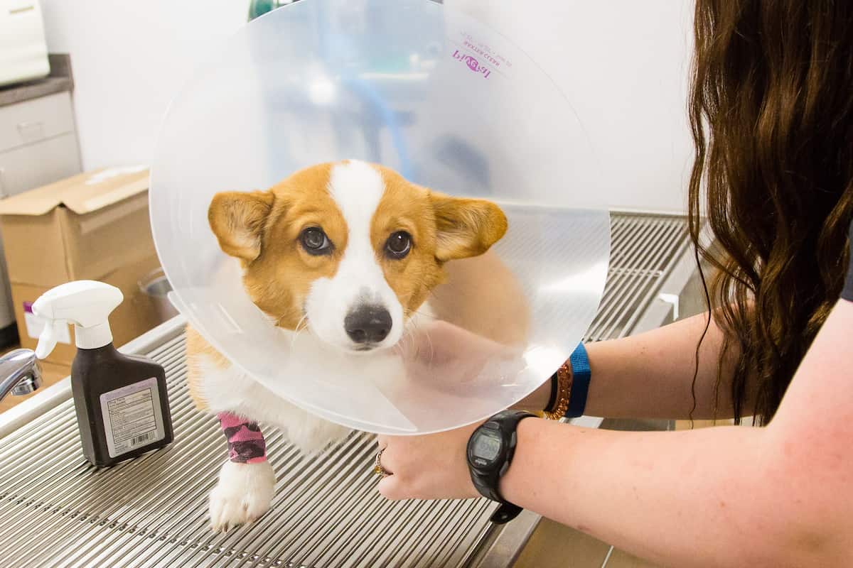 CareVet of Mid County