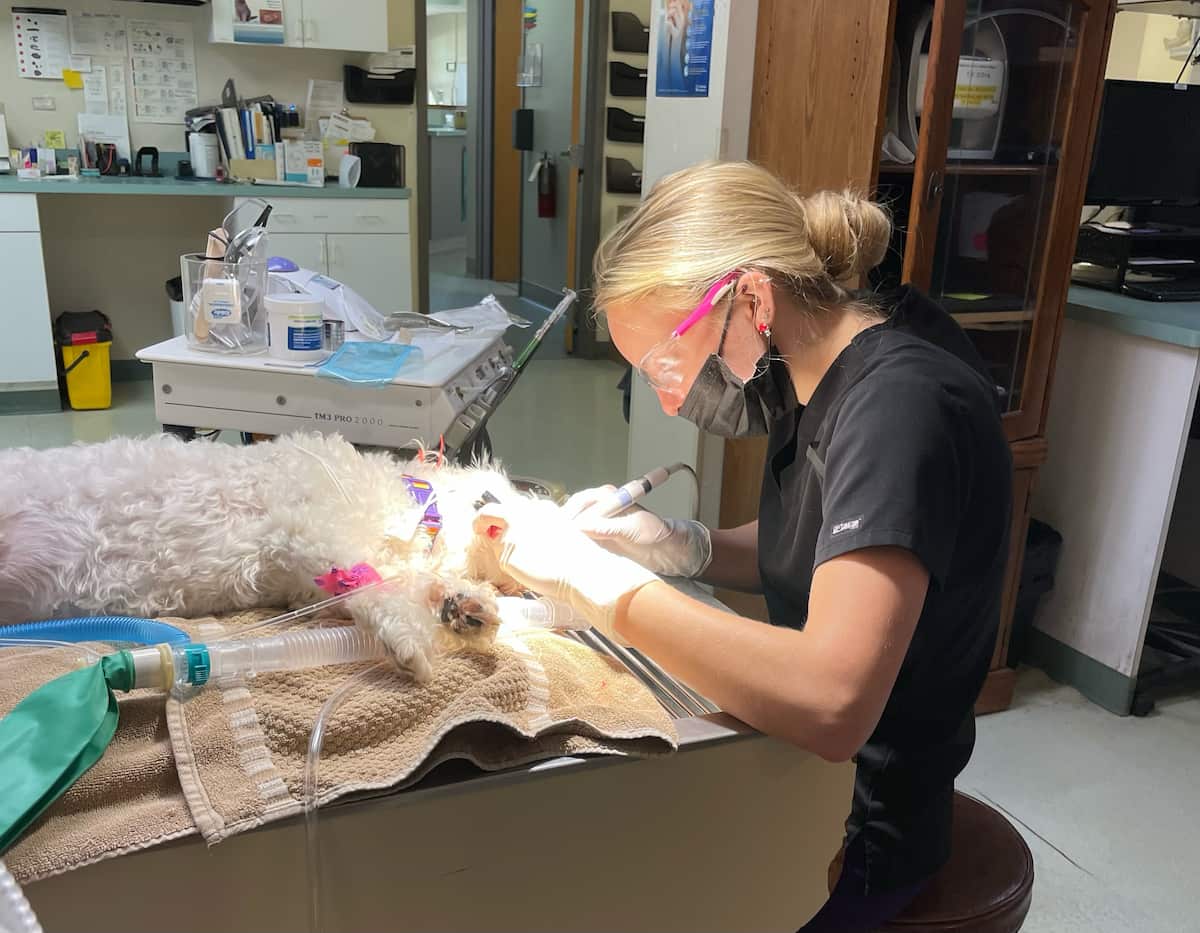 CareVet of Rockford