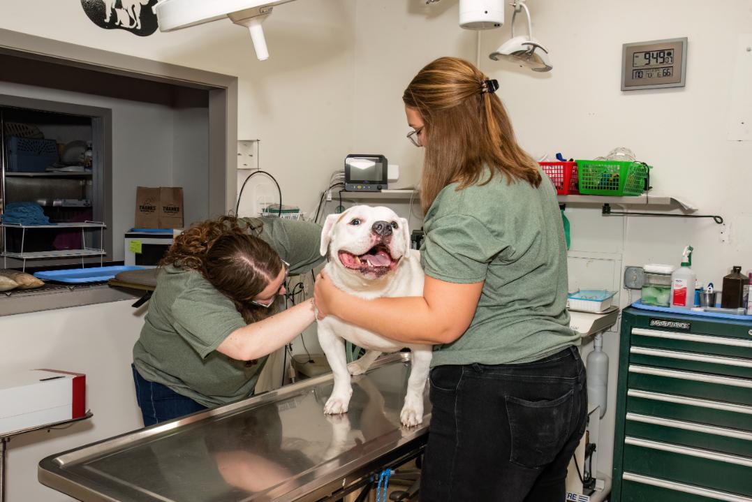 CareVet of Shenandoah