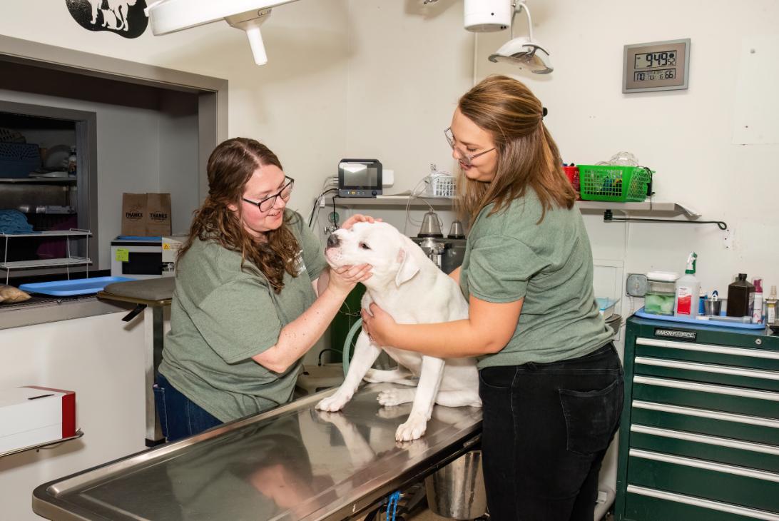 CareVet of Shenandoah