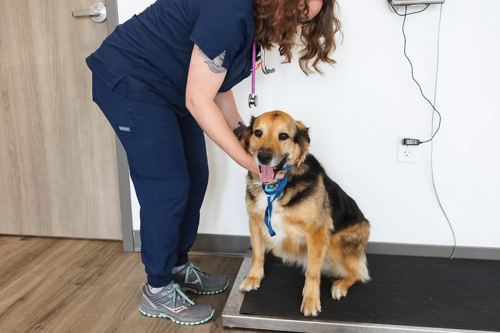 CareVet of Springdale