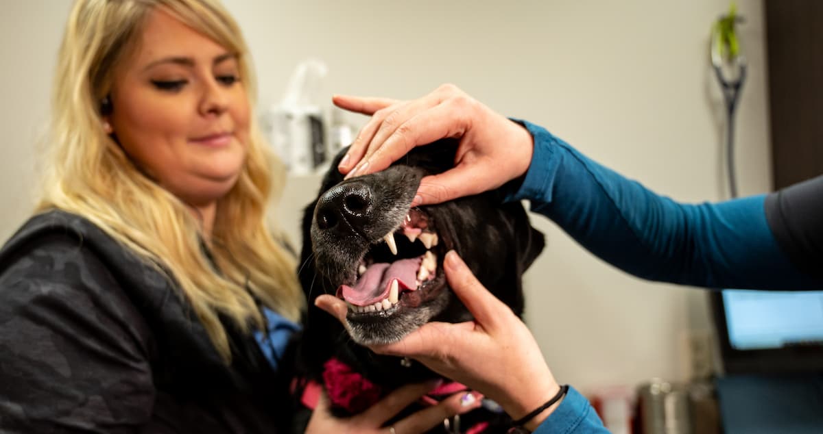 CareVet of West Fargo