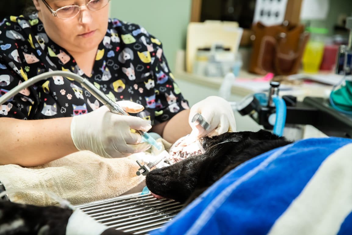 CareVet of West Omaha