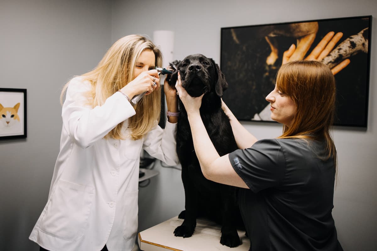 CareVet Prairie Village Pet Hospital