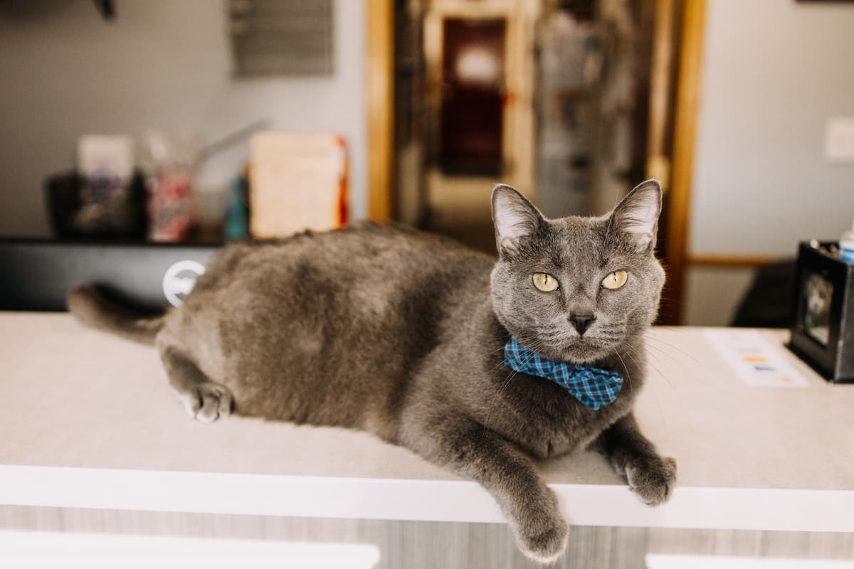 CareVet Prairie Village Pet Hospital