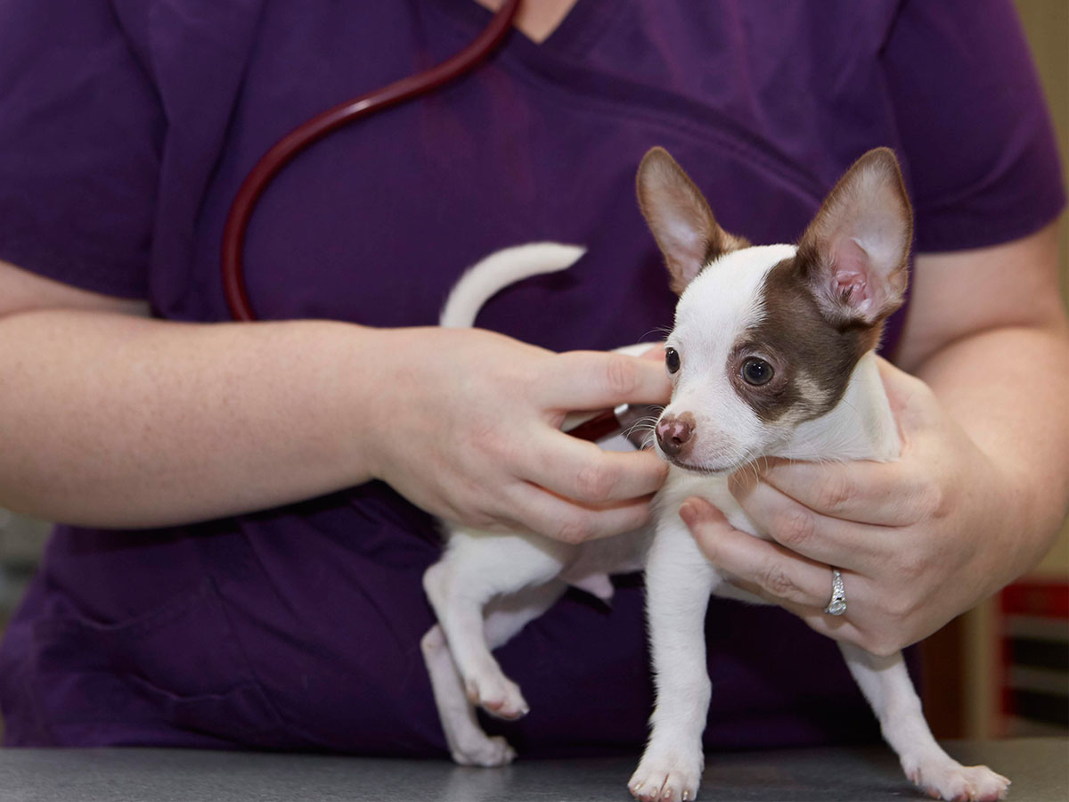 CareVet University Animal Clinic