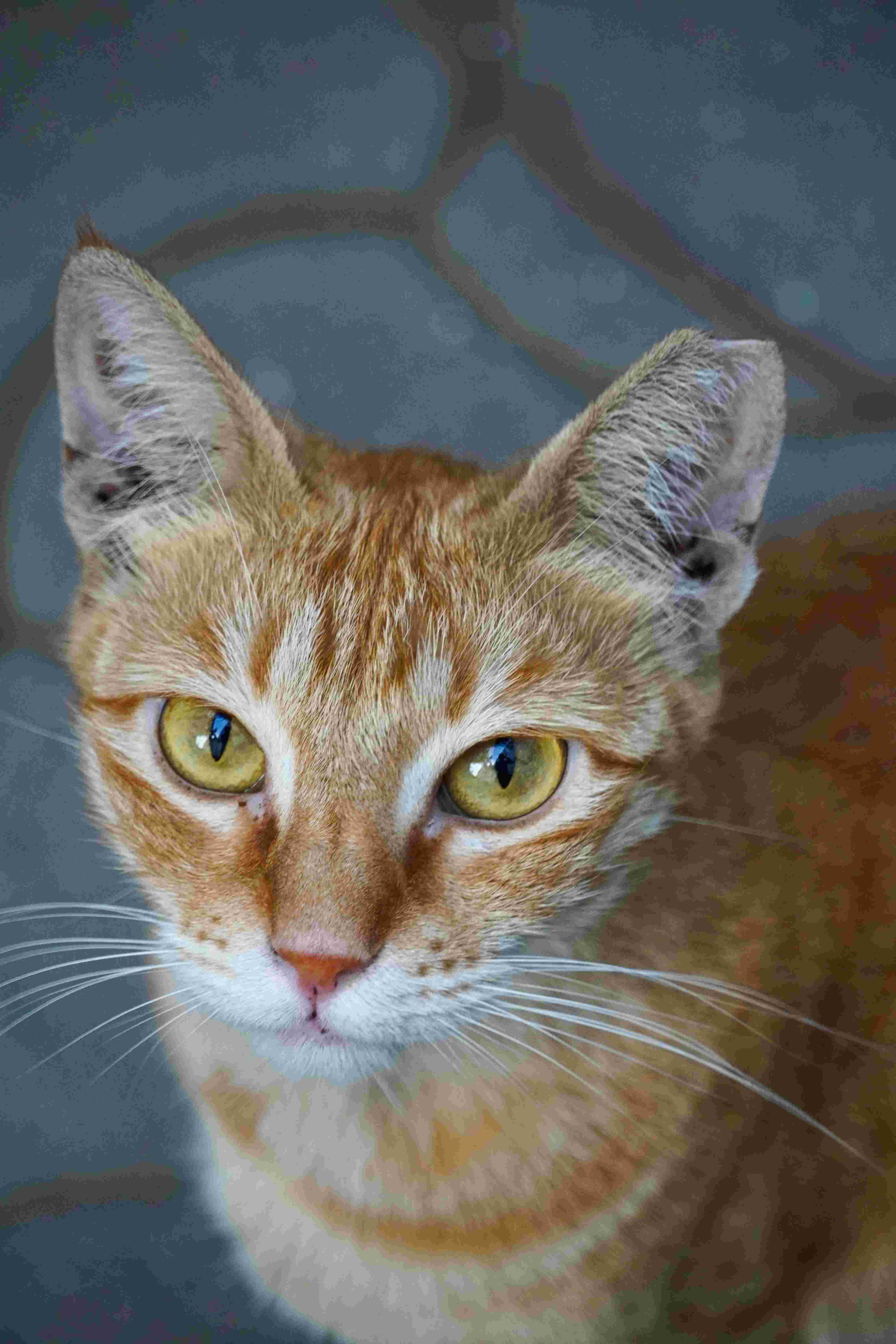 Cat Tales The Clinic For Cats