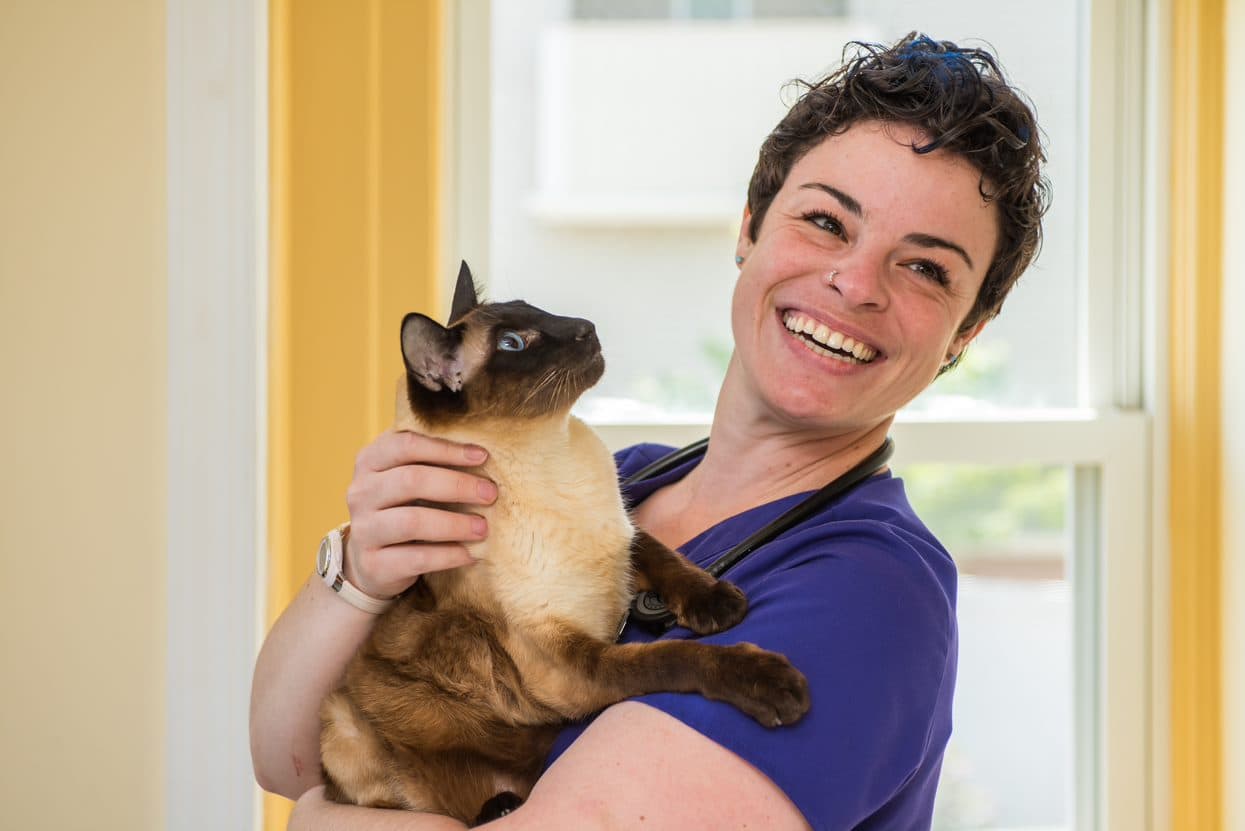 Cats Only Veterinary Hospital