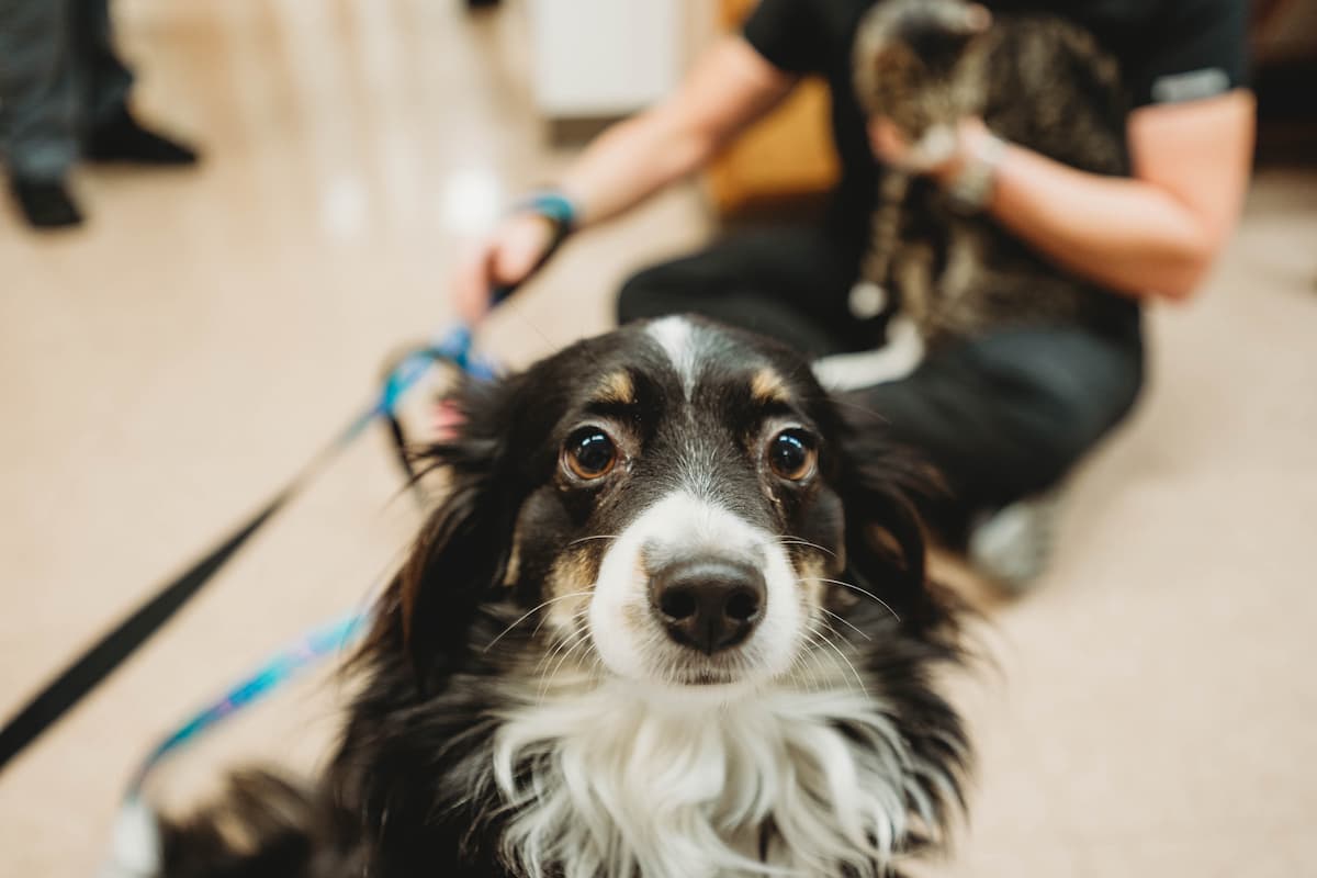 Cherryville Animal Hospital