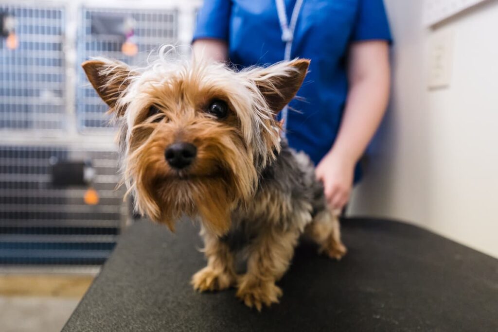 Conway Veterinary Hospital