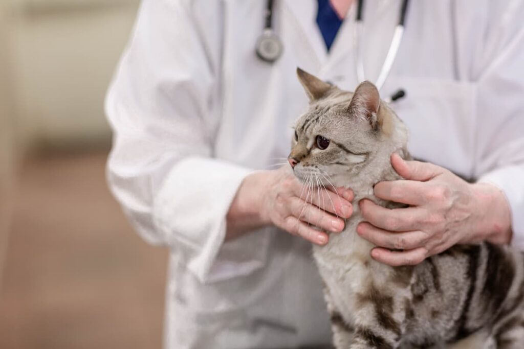 Crossroads Veterinary Clinic