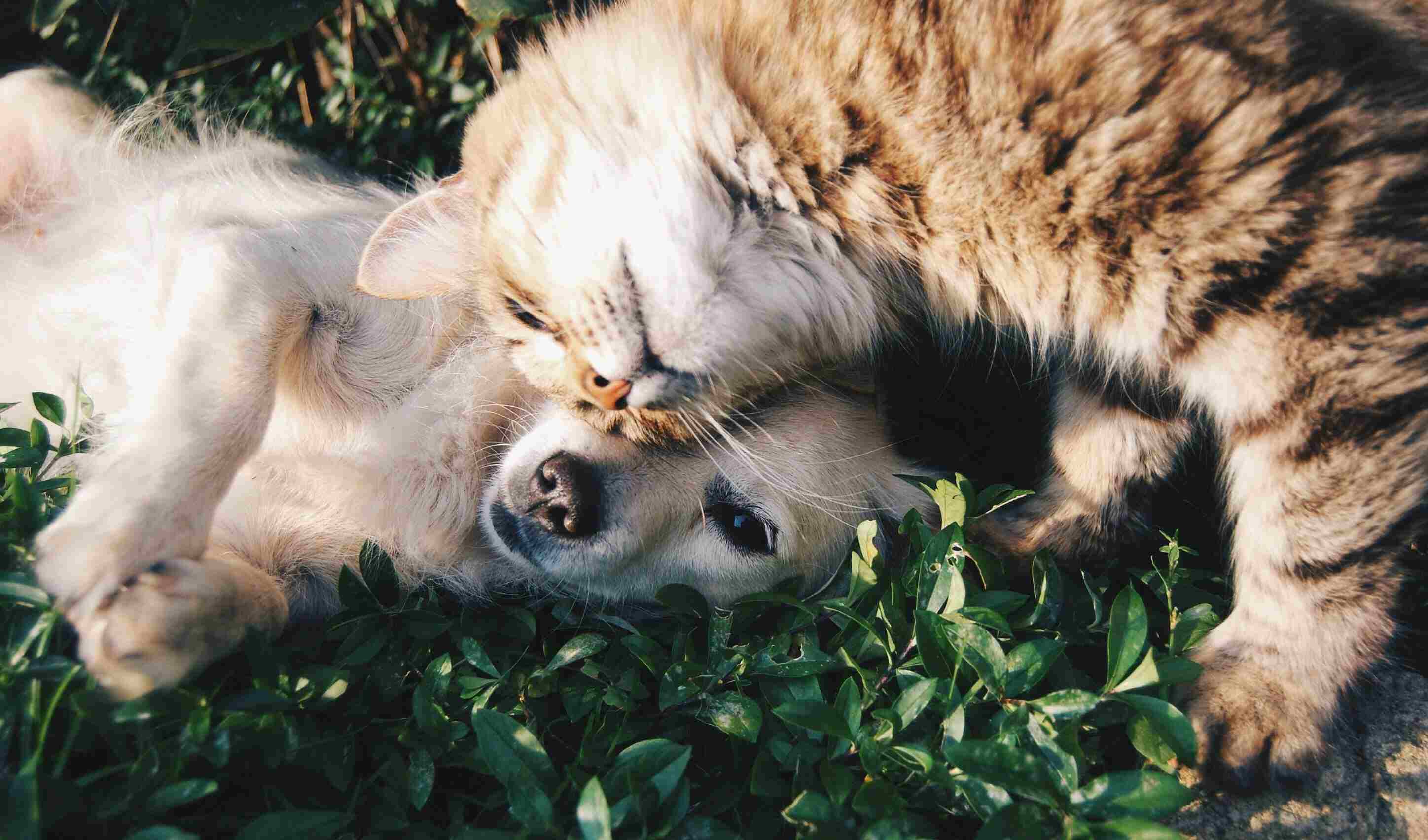 Cypress Point Animal Hospital