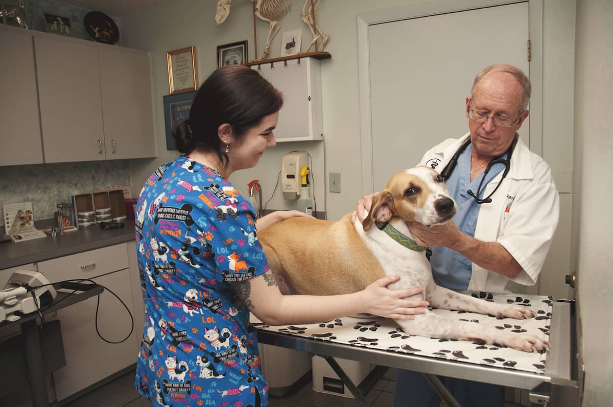 Edgewood Animal Clinic