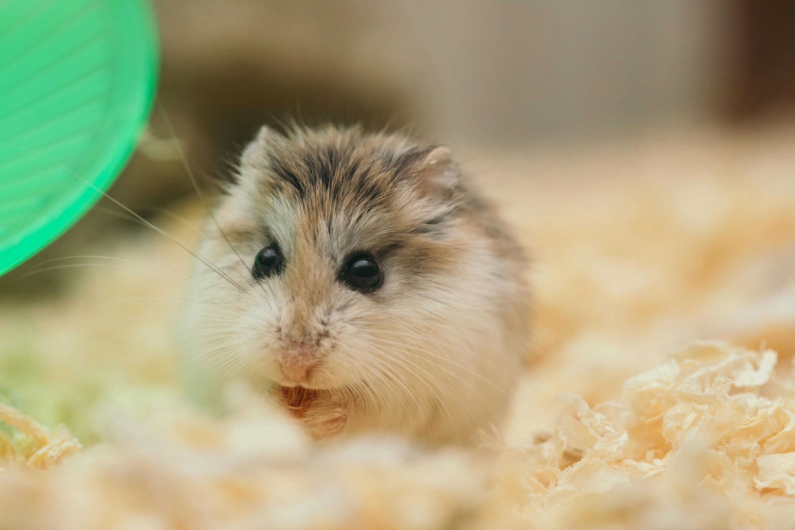 Exotic Animal Hospital of Orlando