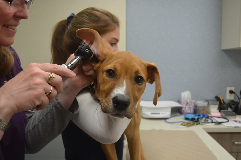 Geneva Lakes Animal Hospital