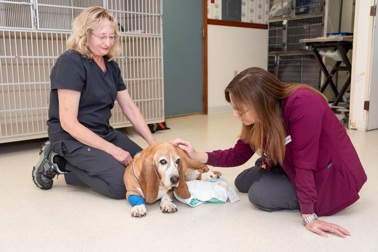 Howes Cave Animal Hospital
