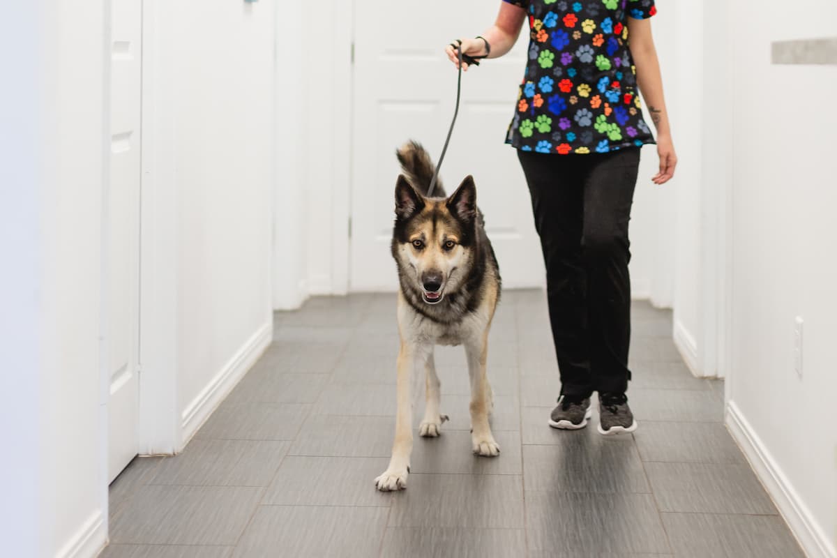 Lincoln Park Veterinary Hospital