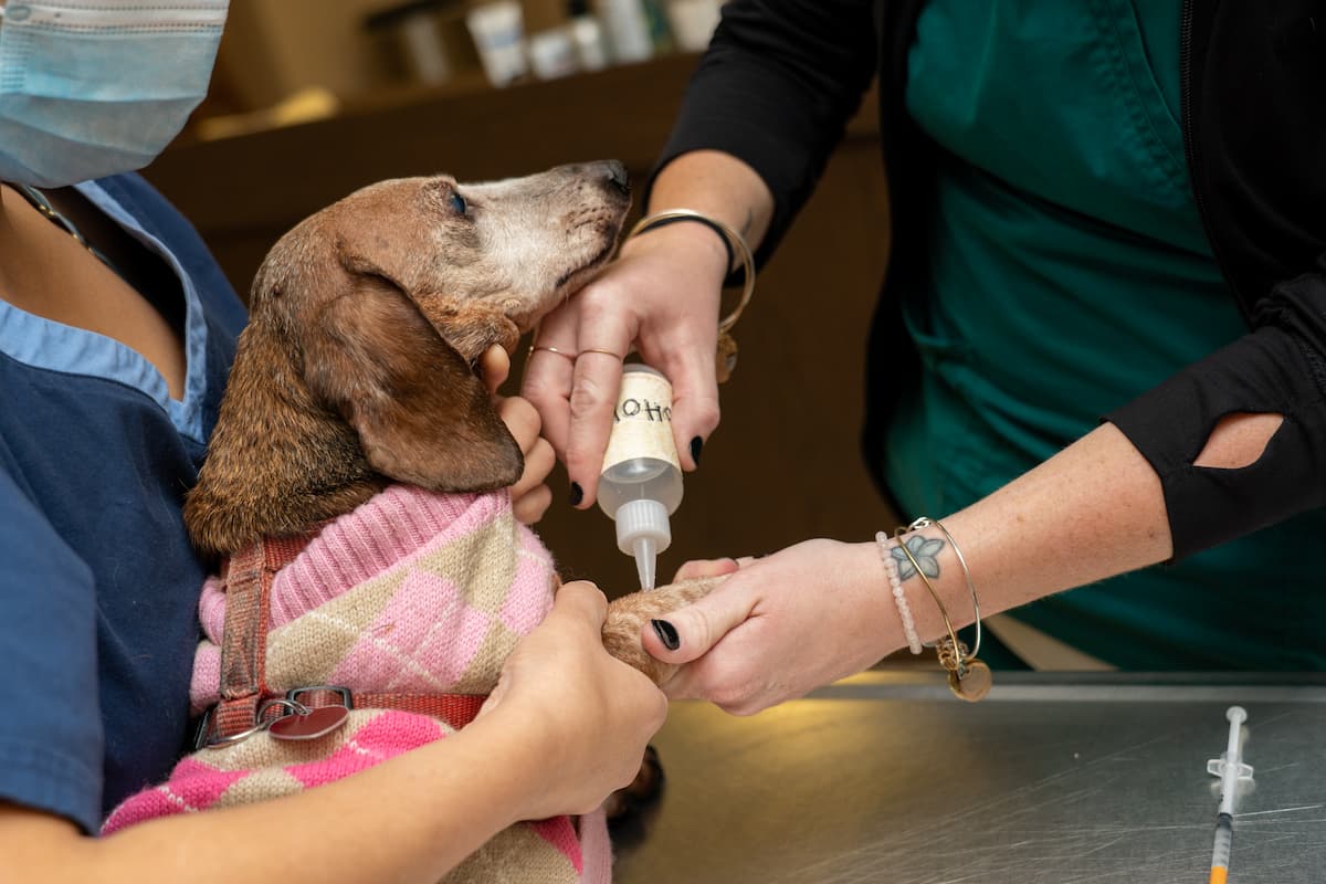 Meisels Animal Hospital