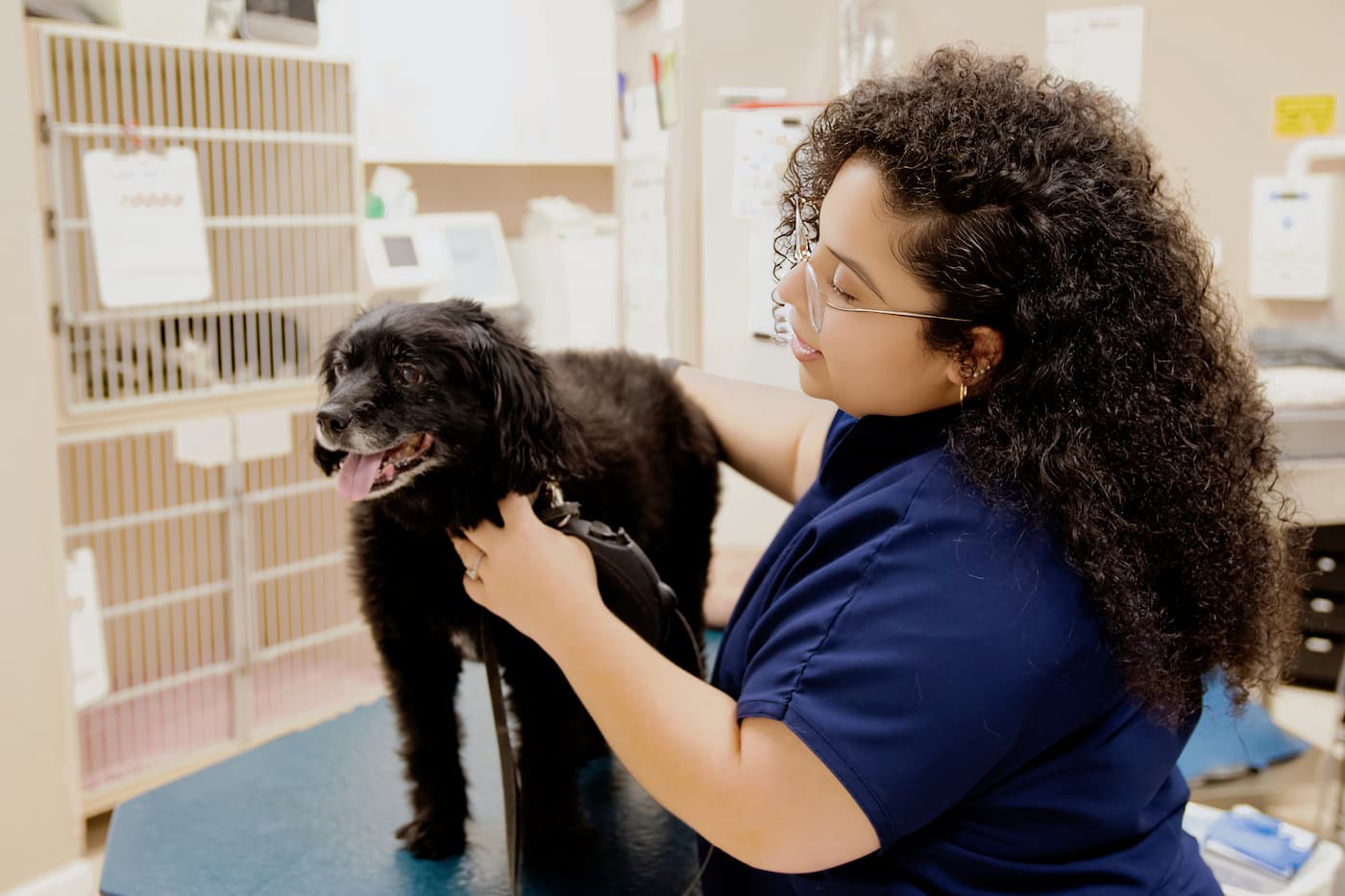 Mill Creek Animal Hospital