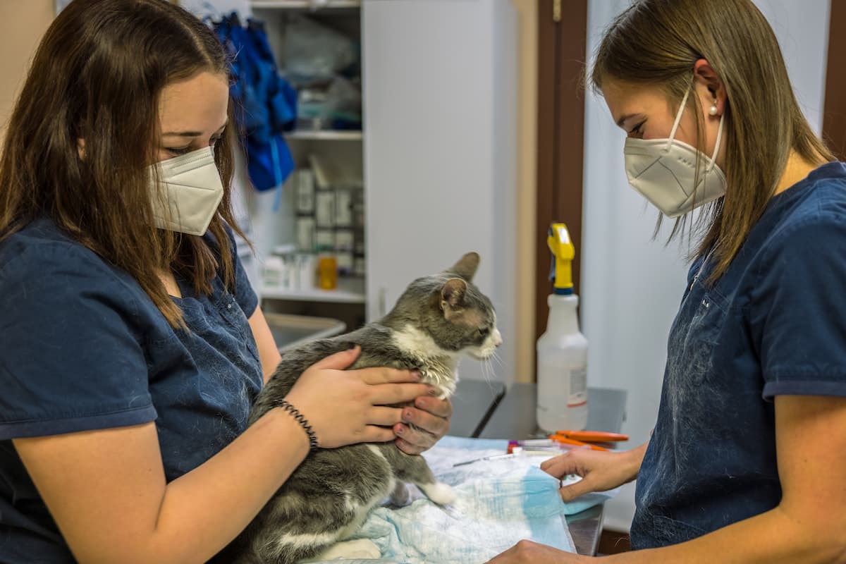 Mountain Vet to Pet