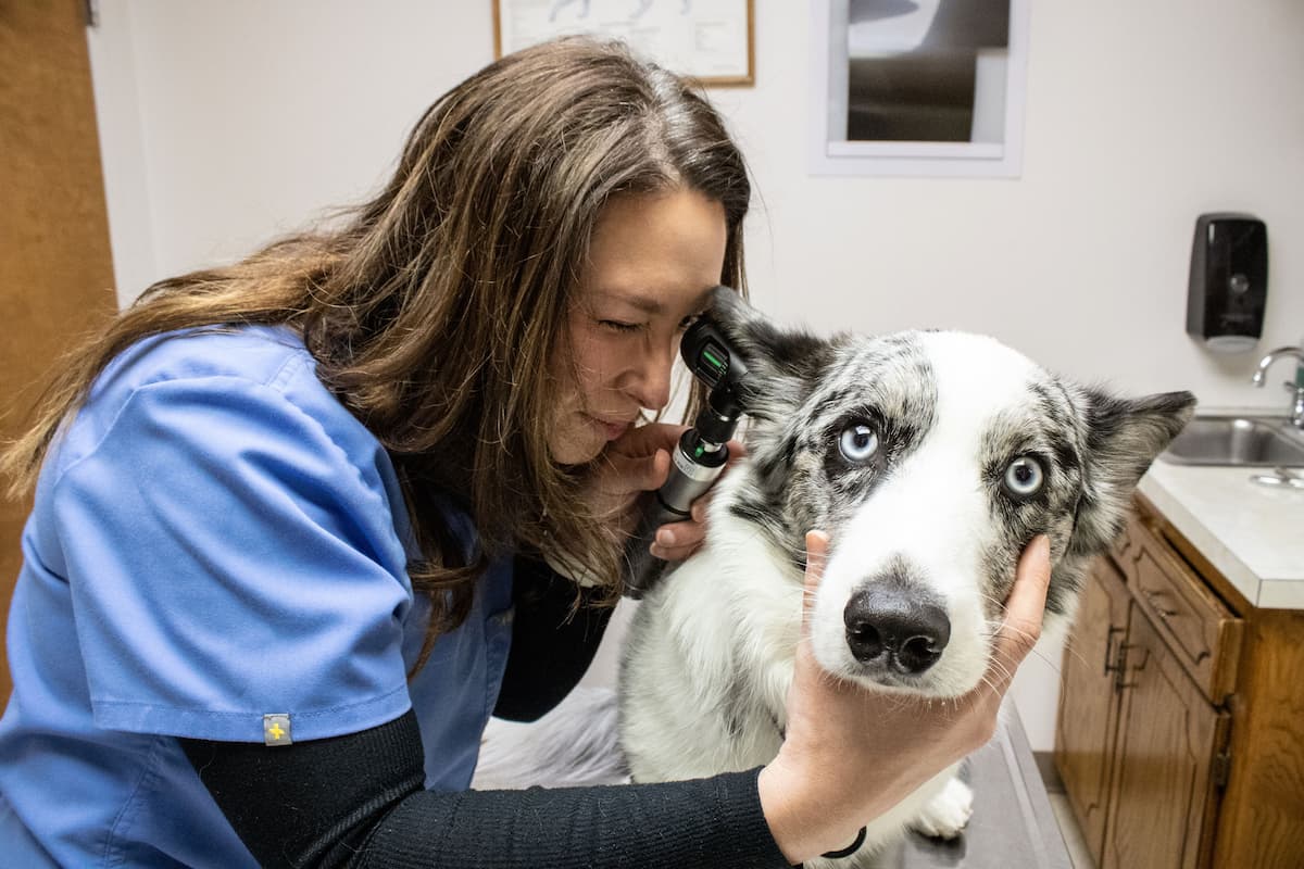 Murlen Animal Clinic