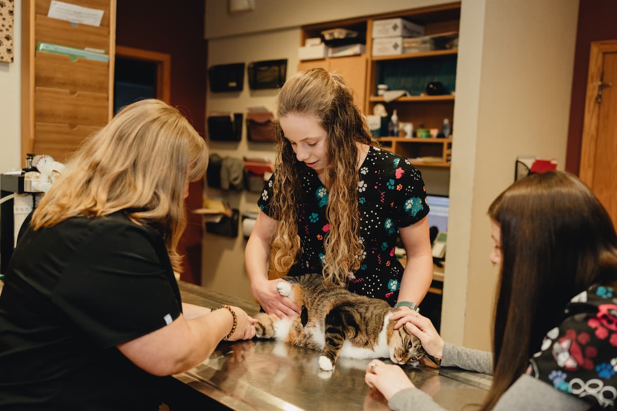 Northern Paws Animal Hospital