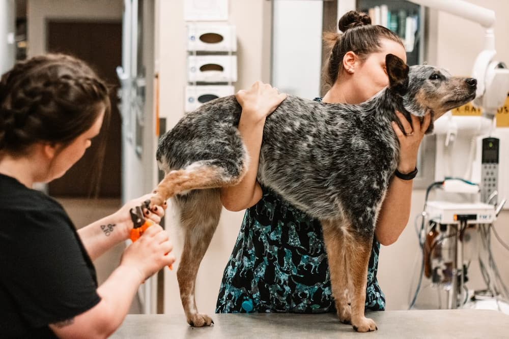 Olympic Veterinary Clinic