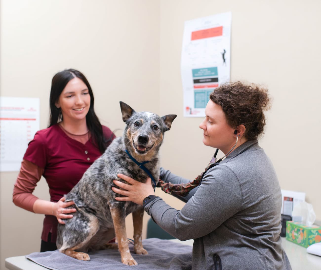 Olympic Veterinary Clinic
