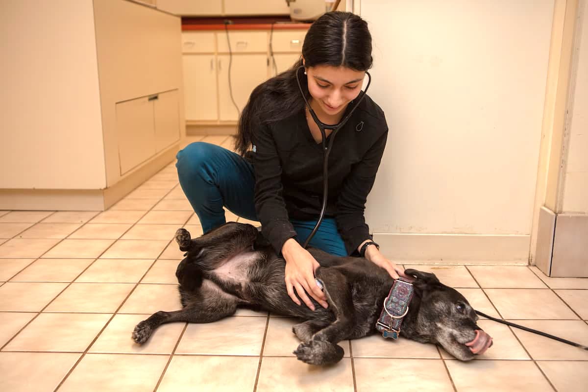 Premier Veterinary Hospital