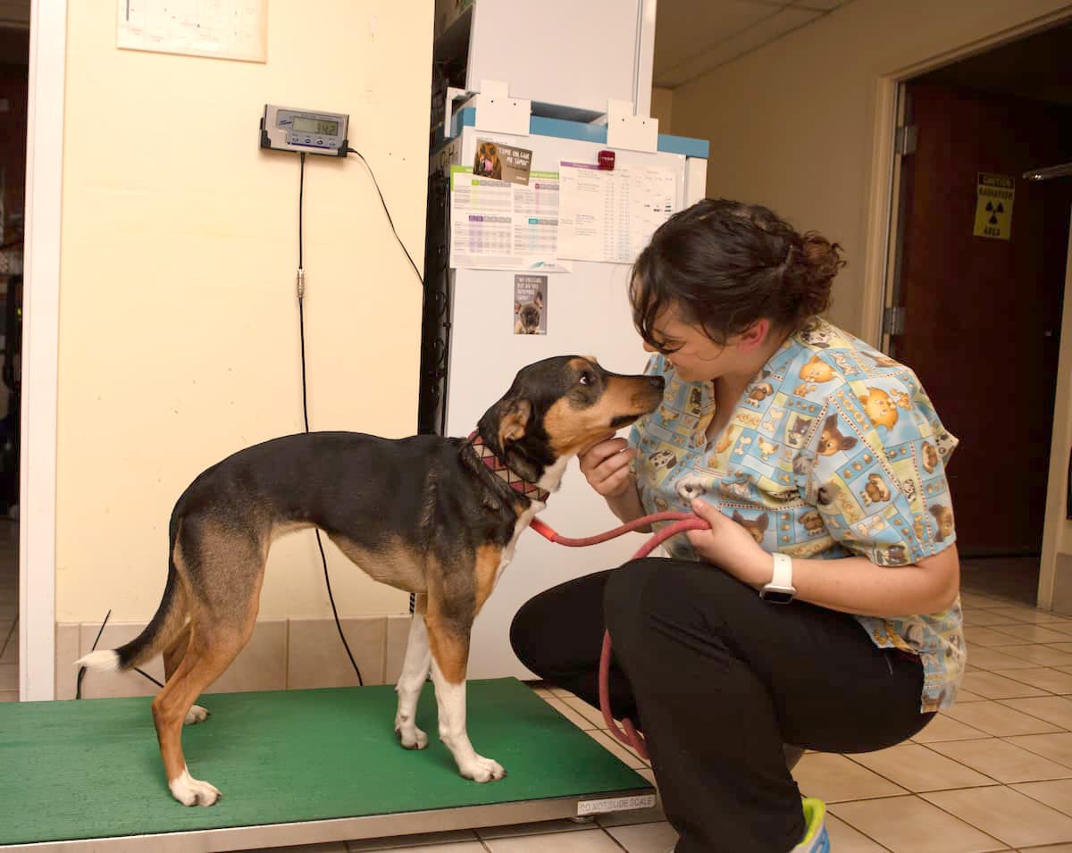 Premier Veterinary Hospital