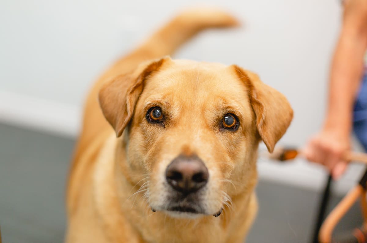 River Road Animal Hospital