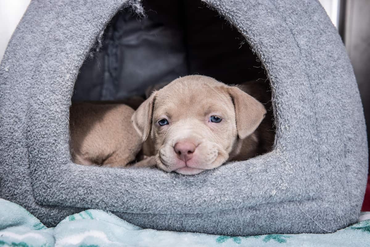 Spring Hill Veterinary Clinic