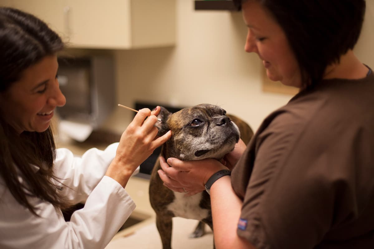 Town and Country Veterinary Hospital