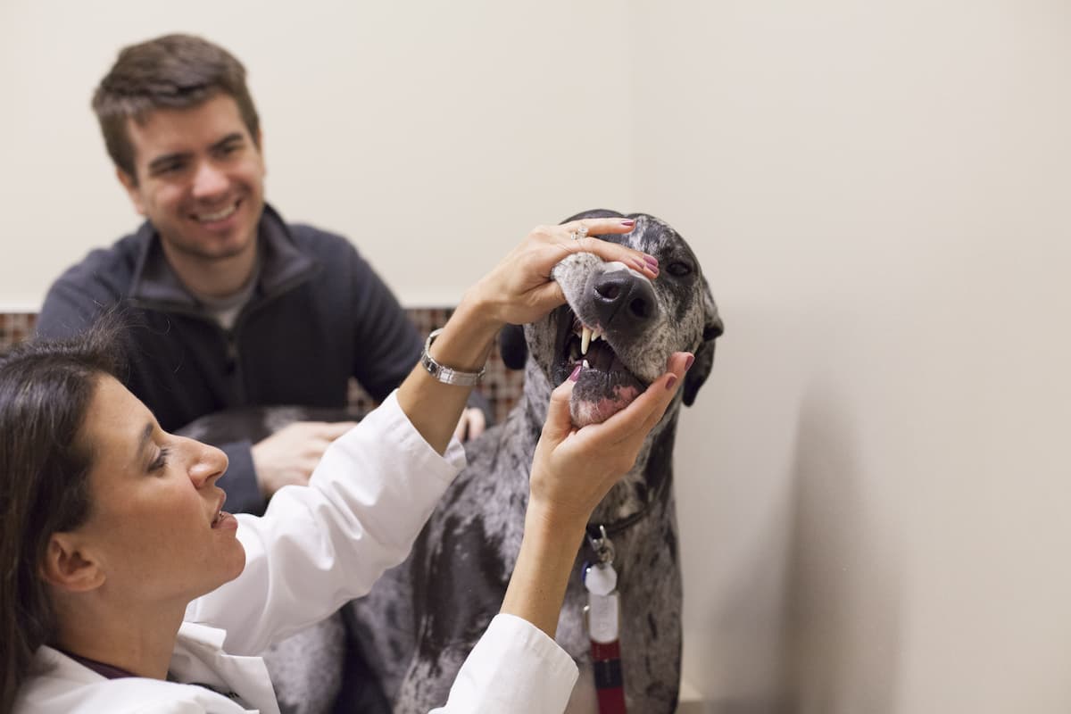 Town and Country Veterinary Hospital