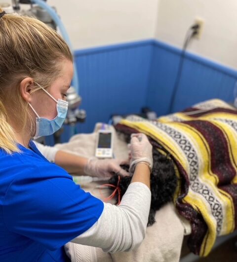 Valley Veterinary Services
