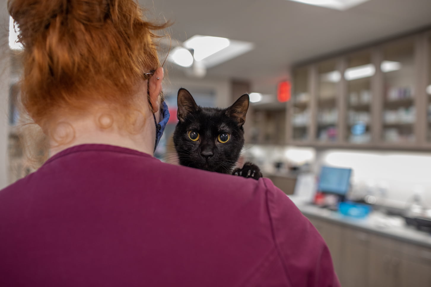 Veterinary Associates