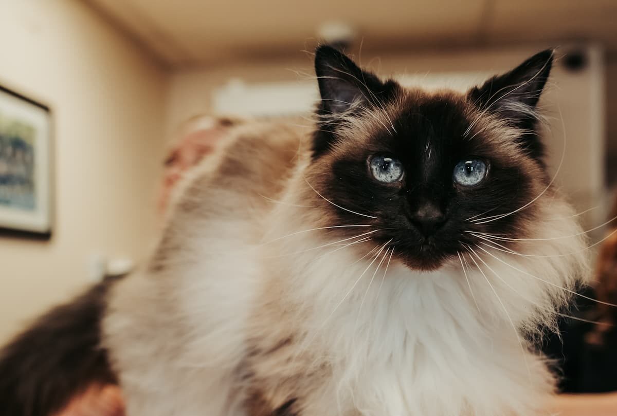 Wright City Veterinary Clinic