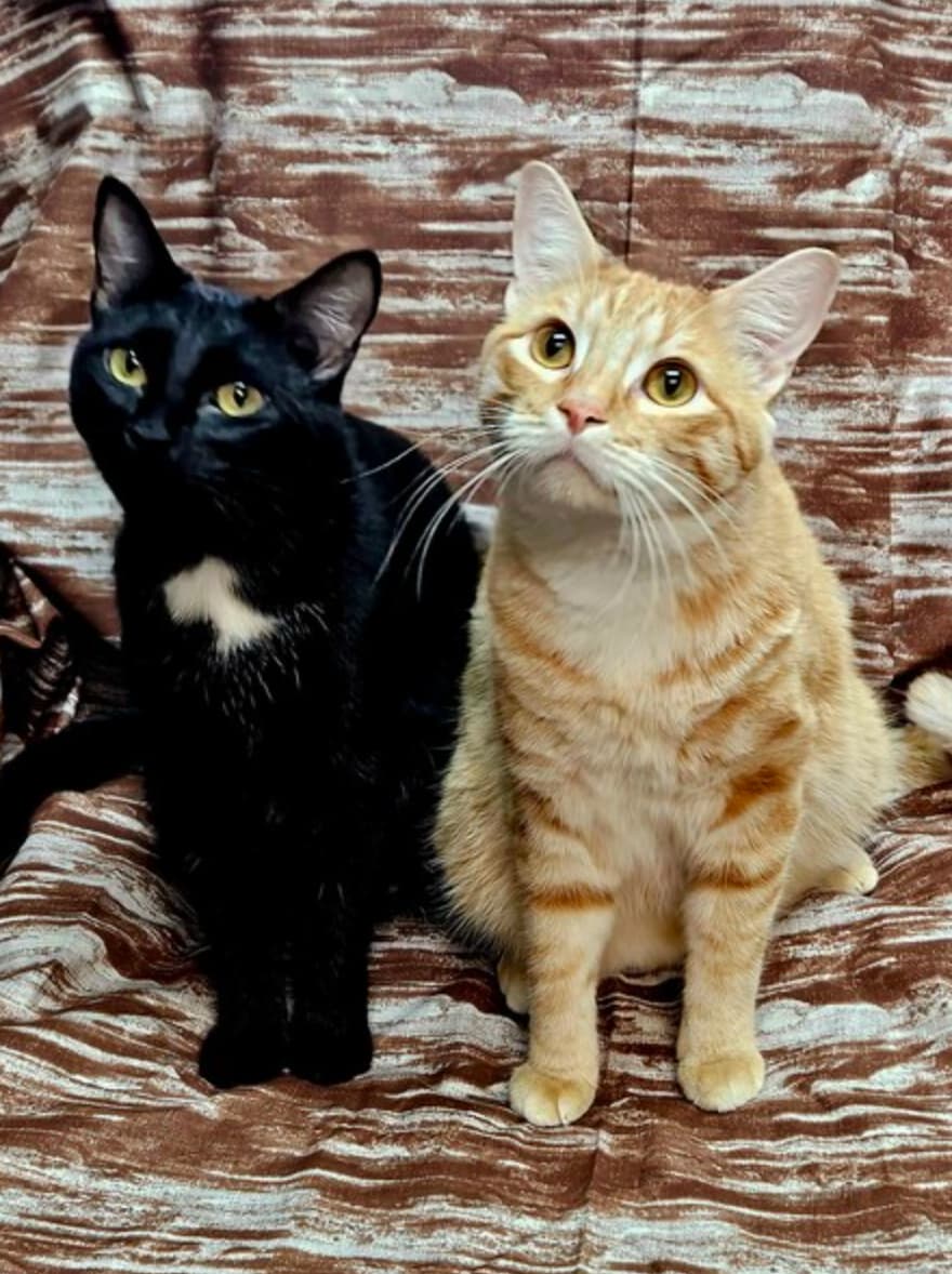 Pocket (black cat) and Shrimp (orange Tabby)