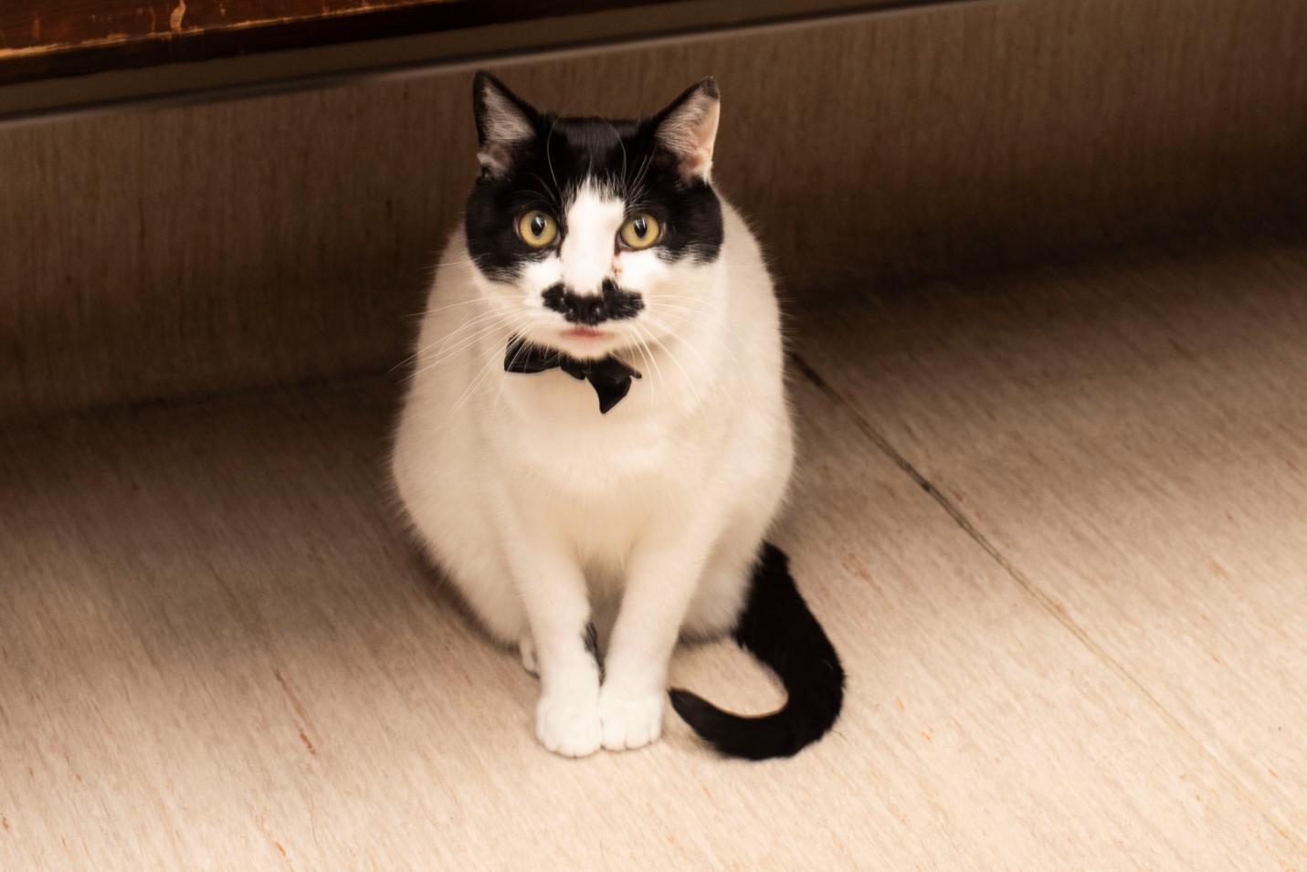 Moostache