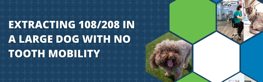 Extracting 108/208 in a Large Dog With No Tooth Mobility | CareVet