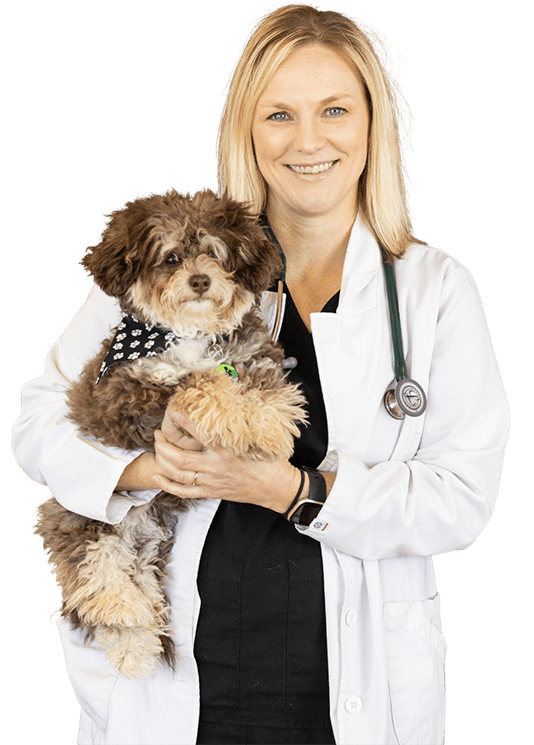 CareVet veterinarian holding a dog