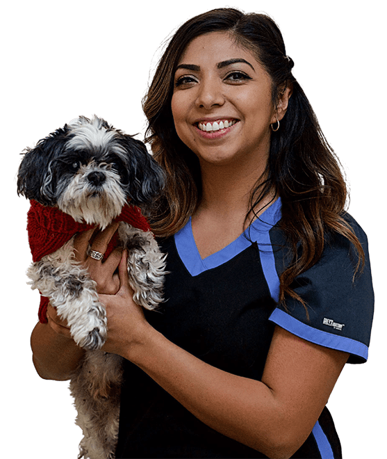CareVet team member holding a dog