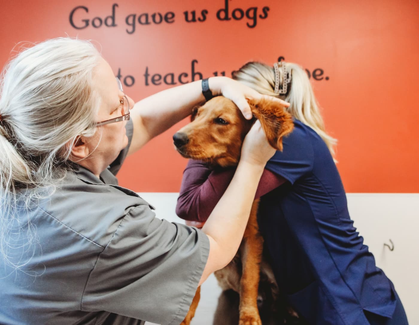 Veterinarian checking a small dog's mouth